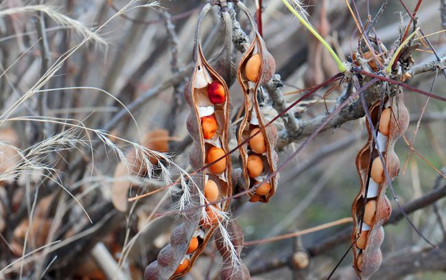 Erythrina flabelliformis, Coralbean, Southwest Desert Flora